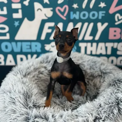 Male Min Pin Puppy for Sale in Charlotte, NC