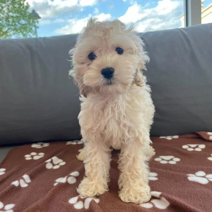 Male Cockapoo Puppy for Sale in Charlotte, NC