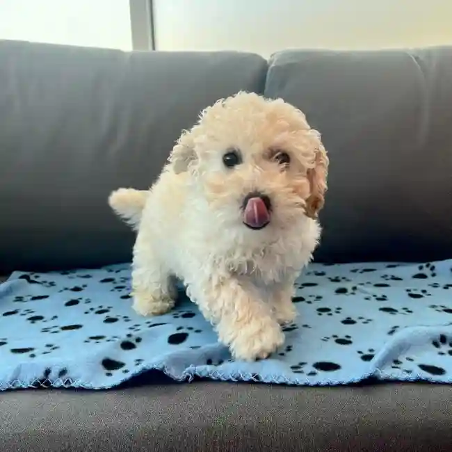 Female Bichapoo Puppy for Sale in Charlotte, NC