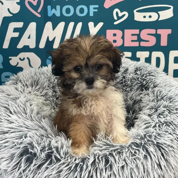 Female Teddy Bear puppy named Tiffany for sale at Waggles Charlotte.