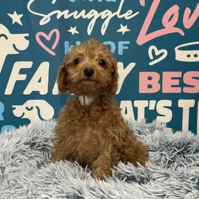 Female Maltipoo Puppy for Sale in Charlotte, NC