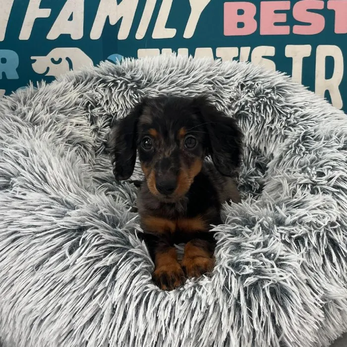 Female Dachshund puppy named Ariel for sale at Waggles Charlotte.