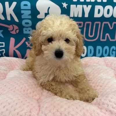 Male Mini Poodle Puppy for Sale in Charlotte, NC