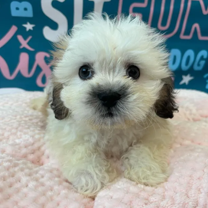 Female Teddy Bear Puppy for Sale in Charlotte, NC