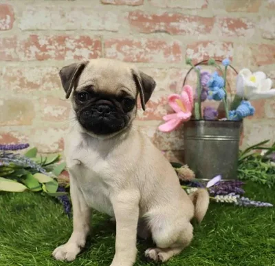 Female Pug puppy named Gummy for sale at Waggles Greensboro.