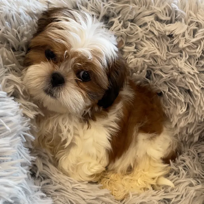 Male Shih Tzu Puppy for Sale in Greensboro, NC