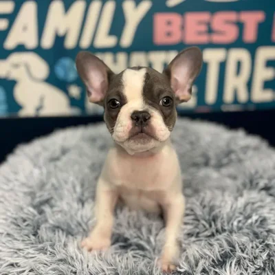 Male French Bulldog Puppy for Sale in Charlotte, NC