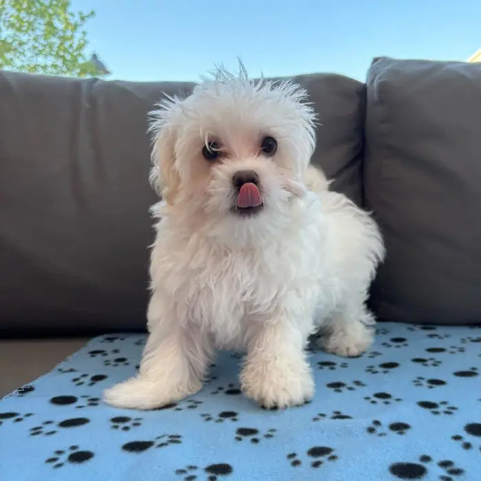 Male Maltese Puppy for Sale in Charlotte, NC