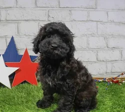 Female Mini Poodle puppy named Ella for sale at Waggles Charlotte.