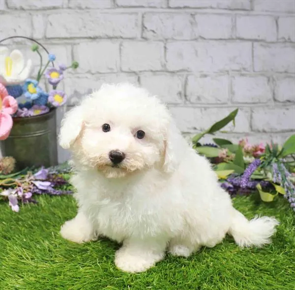Female Bichon puppy named Celeste for sale at Waggles Greensboro.