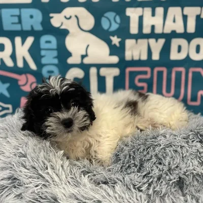 Female Teddy Bear Puppy for Sale in Charlotte, NC