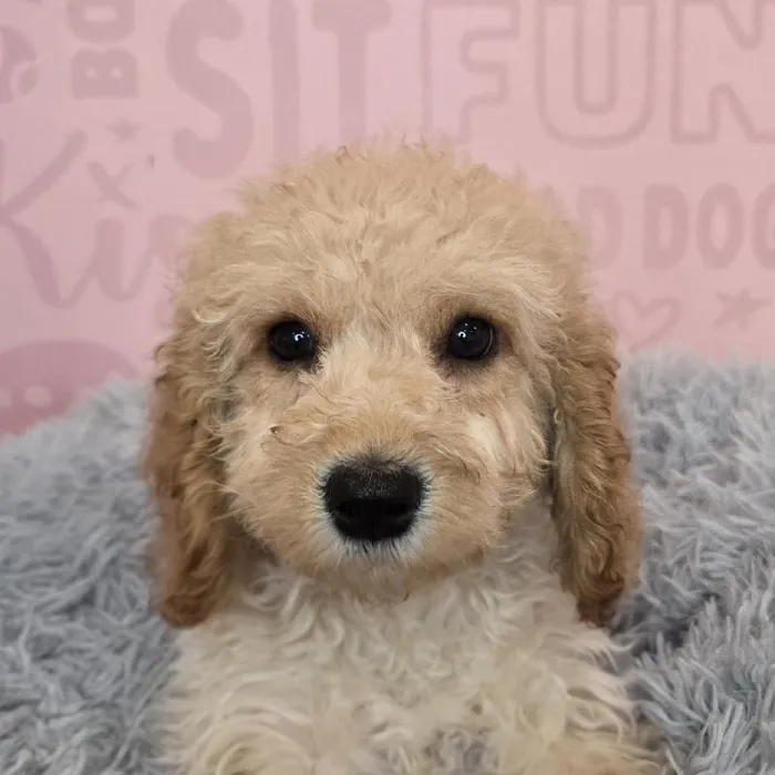 Male Cavapoo puppy named Carl for sale at Waggles Raleigh.