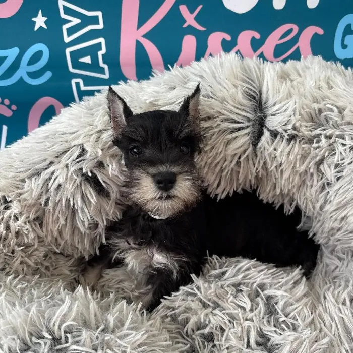 Female Mini Schnauzer Puppy for Sale in Charlotte, NC