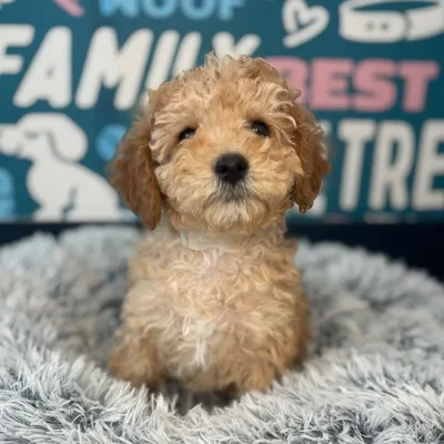 Male Cavapoo Puppy for Sale in Charlotte, NC
