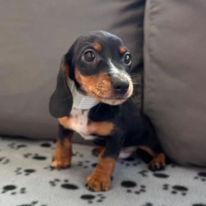 Male Dachshund Puppy for Sale in Charlotte, NC