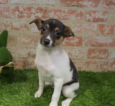 Male Rat Terrier puppy named Forky for sale at Waggles Charlotte.