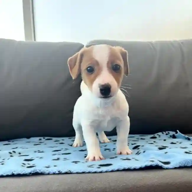 Male Jack Russell Terrier Puppy for Sale in Charlotte, NC