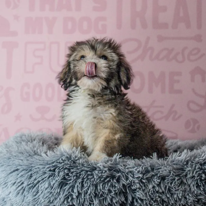 Male Havanese puppy named Teddy for sale at Waggles Greensboro.