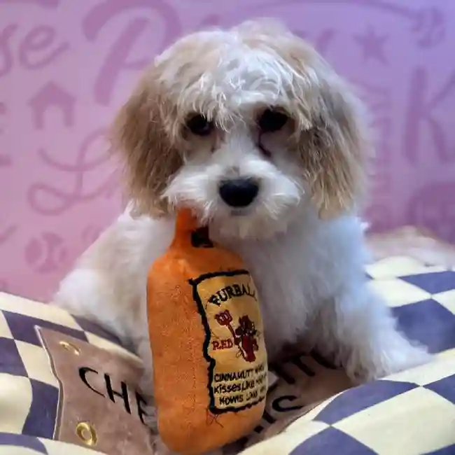 Male Cavachon Puppy for Sale in Greensboro, NC
