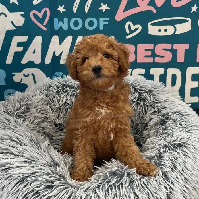 Male Maltipoo puppy named Marlin for sale at Waggles Charlotte.