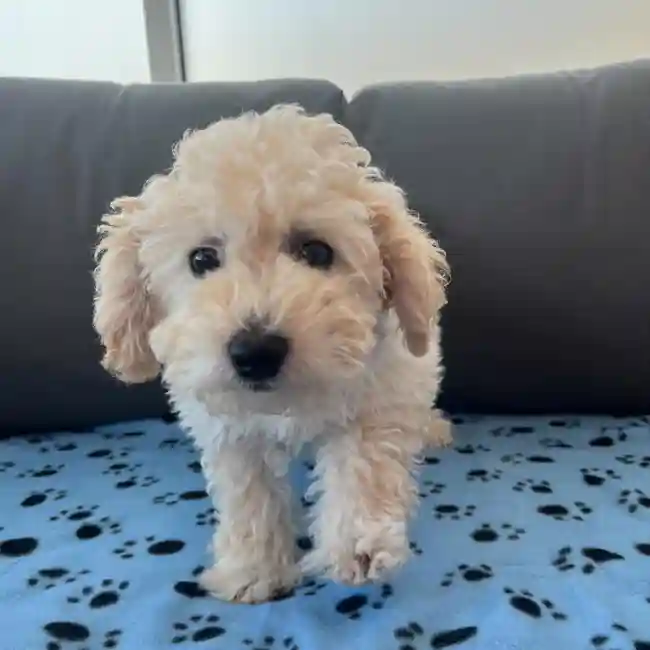 Male Bichapoo Puppy for Sale in Charlotte, NC