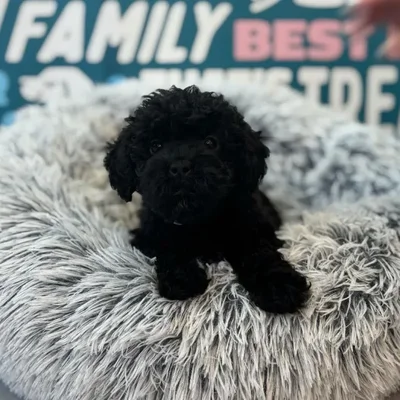 Male Shipoo Puppy for Sale in Charlotte, NC