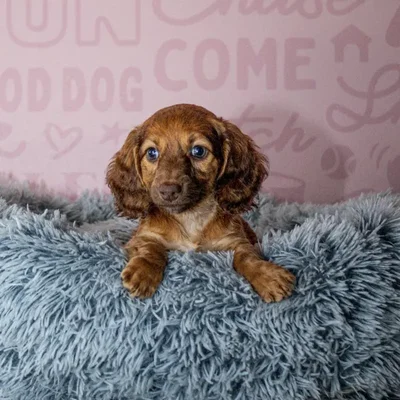 Female Dachshund Puppy for Sale in Greensboro, NC