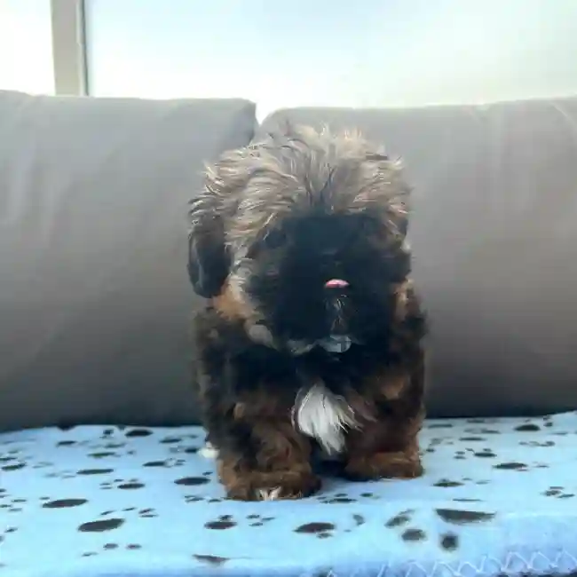 Female Shih Tzu Puppy for Sale in Charlotte, NC