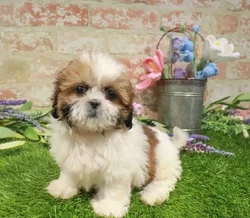 Female Shih Tzu puppy named Willow for sale at Waggles Charlotte.