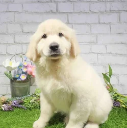 Male Golden Retriever puppy named Jumba for sale at Waggles Greensboro.