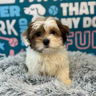 Male Shorkie Puppy for Sale in Charlotte, NC