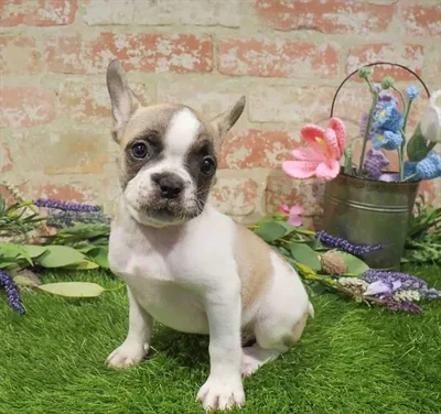 Male French Bulldog puppy named Flint for sale at Waggles Charlotte.