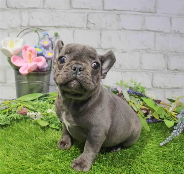 Female French Bulldog puppy named Deborah for sale at Waggles Raleigh.