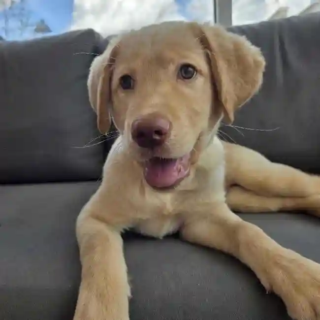 Male Labrador Retriever Puppy for Sale in Charlotte, NC