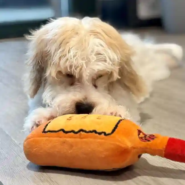 Male Cavachon Puppy for Sale in Greensboro, NC