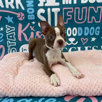 Male Boston Terrier Puppy for Sale in Charlotte, NC