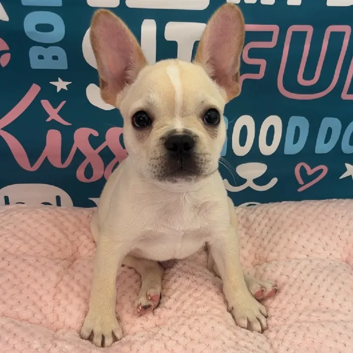 Male French Bulldog Puppy for Sale in Charlotte, NC