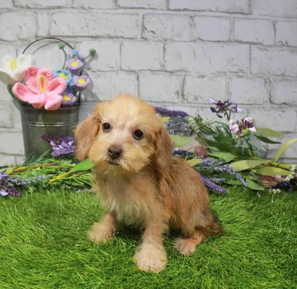 Female Dachshund puppy for sale at Waggles Greensboro.