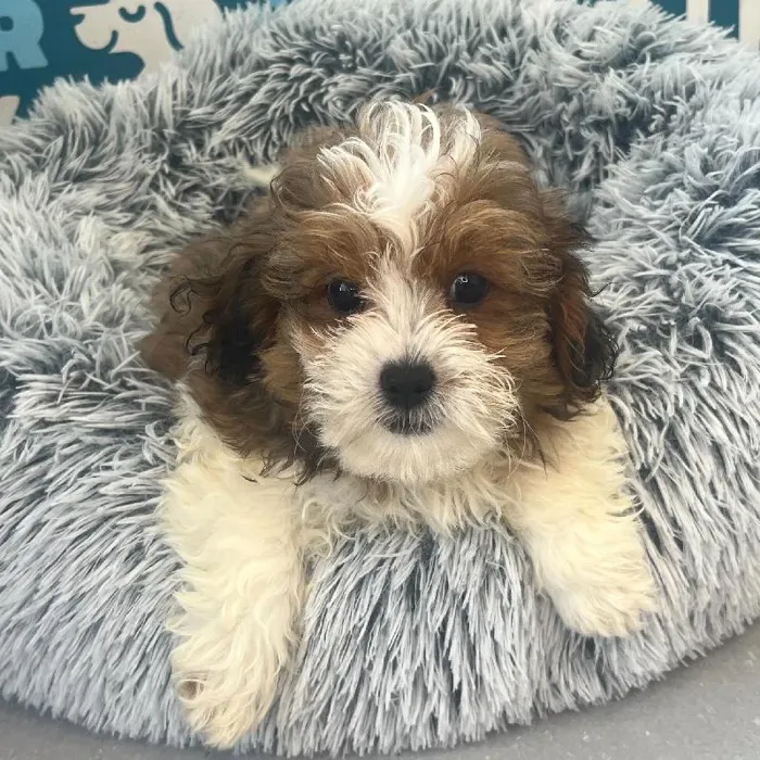 Male Shipoo puppy named Cooper for sale at Waggles Charlotte.