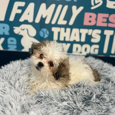 Male Teddy Bear Puppy for Sale in Charlotte, NC