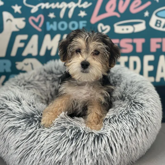Female Morkie puppy named Eleanor for sale at Waggles Charlotte.