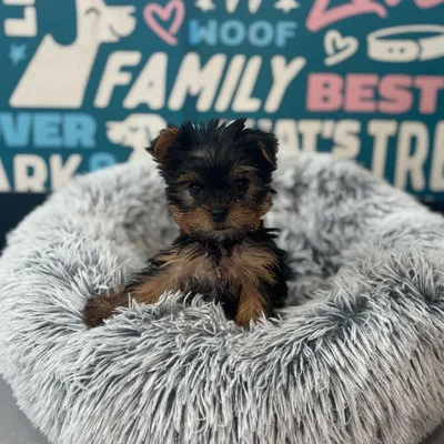 Female Yorkie puppy named Strawberry for sale at Waggles Charlotte.