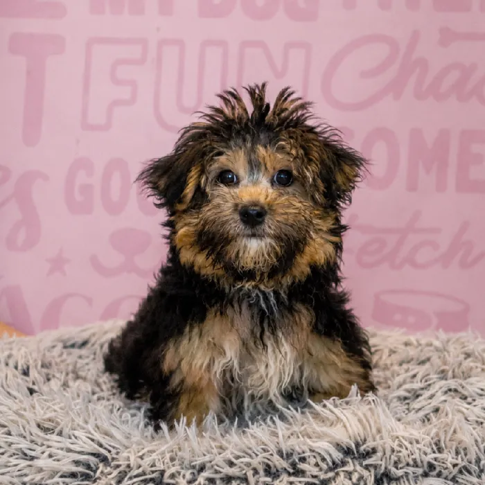 Male Yochon puppy named Griffith for sale at Waggles Greensboro.