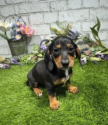 Female Dachshund puppy for sale at Waggles Charlotte.