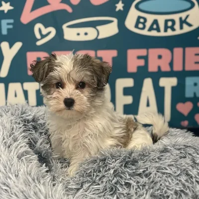 Female Yochon Puppy for Sale in Charlotte, NC