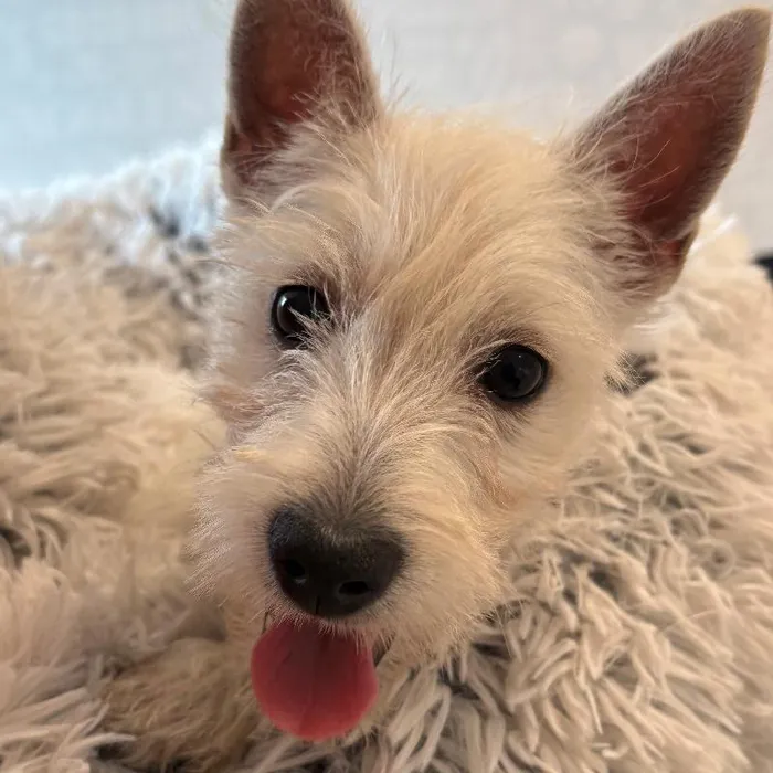 Female West Highland White Terrier Puppy for Sale in Greensboro, NC