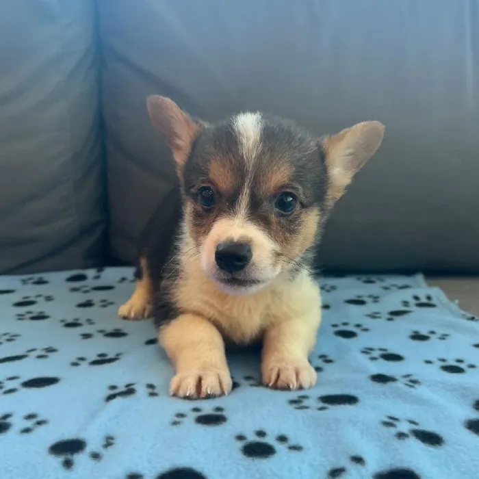 Male Pembroke Welsh Corgi Puppy for Sale in Charlotte, NC