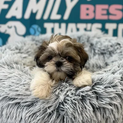 Female Shih Tzu Puppy for Sale in Charlotte, NC