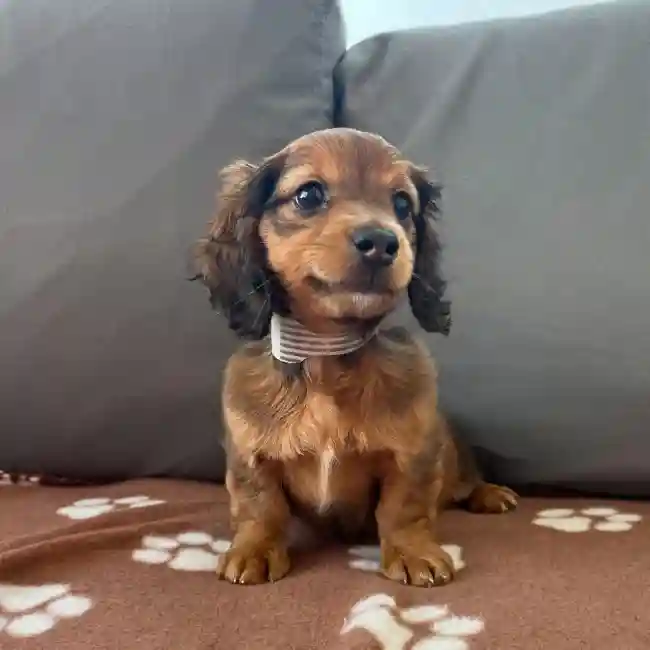 Male Dachshund Puppy for Sale in Charlotte, NC
