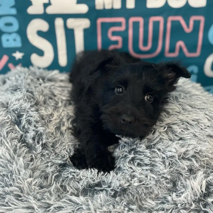 Male Scottish Terrier Puppy for Sale in Charlotte, NC